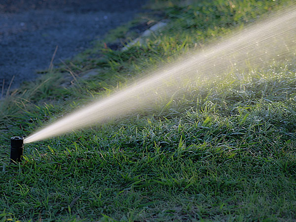 Irrigation sprinkler head watering the lawn.